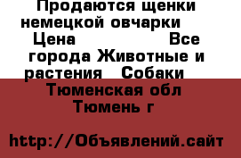 Продаются щенки немецкой овчарки!!! › Цена ­ 6000-8000 - Все города Животные и растения » Собаки   . Тюменская обл.,Тюмень г.